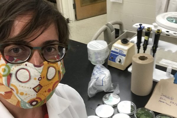 Dr. Monique Sakalidis examining beech leaf samples in her lab
