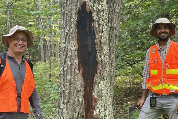 Research associate, Dr. Pablo Parra, and graduate student, Karan Chahal, with decayed mycelial mats formed on an oak tree