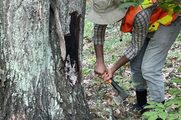 Karan Chahal, graduate student removing the bark to reveal mycelial mats on oak