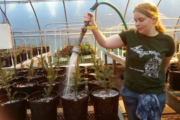Graduate student, Katie Minnix watering her white pine seedlings in the greenhouse
